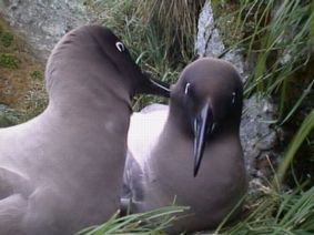 Light-mantled sooty albatross