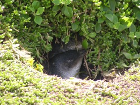 Photo: Little penguin in the burrow