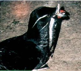 Rhinoceros auklet