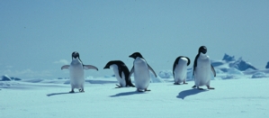 Adelie penguin on sea ice