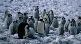 emperor penguins