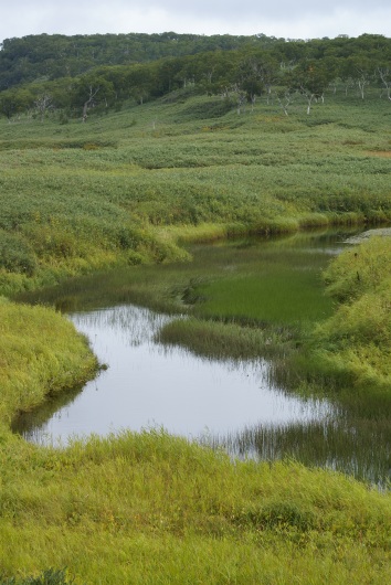 wetland